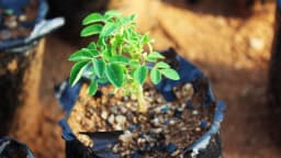 Plant-Based Solution Offers Promise for Water Microplastic Removal