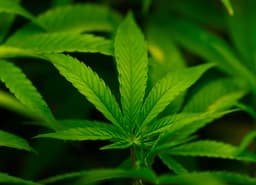 Federal Cannabis Reclassification Could Open Research Door for NC Biotech