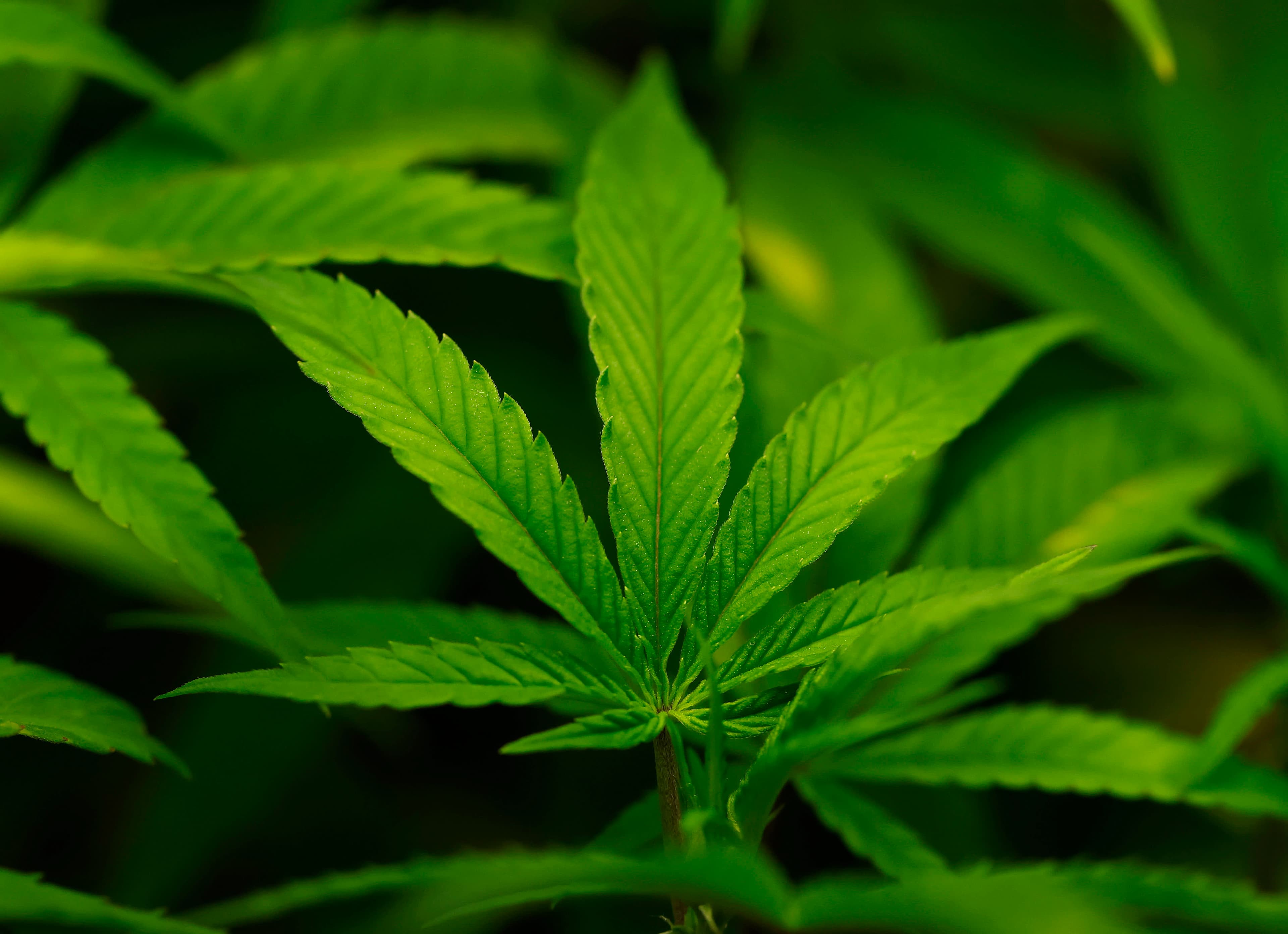 Federal Cannabis Reclassification Could Open Research Door for NC Biotech