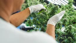 Federal Cannabis Reclassification Opens New Business Opportunities