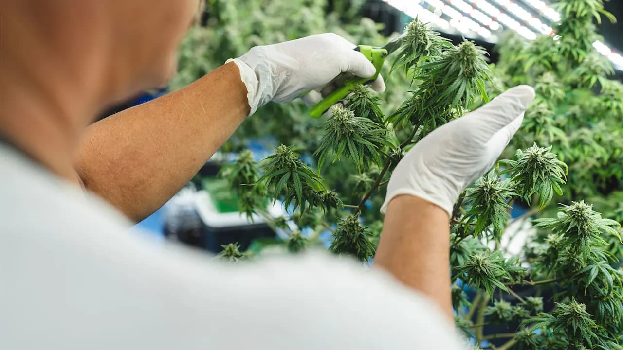 Federal Cannabis Reclassification Opens New Business Opportunities